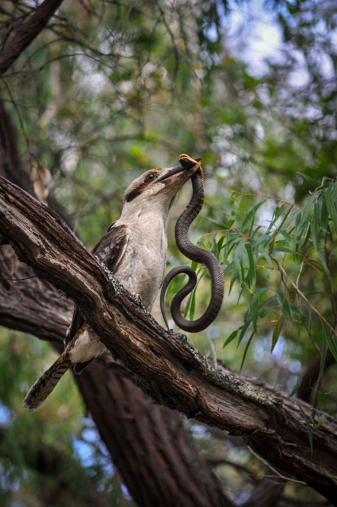 "Kookaburra with Tiger Snake" stock image