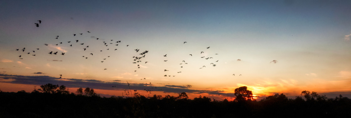 "The Big Flock at Sunset" stock image