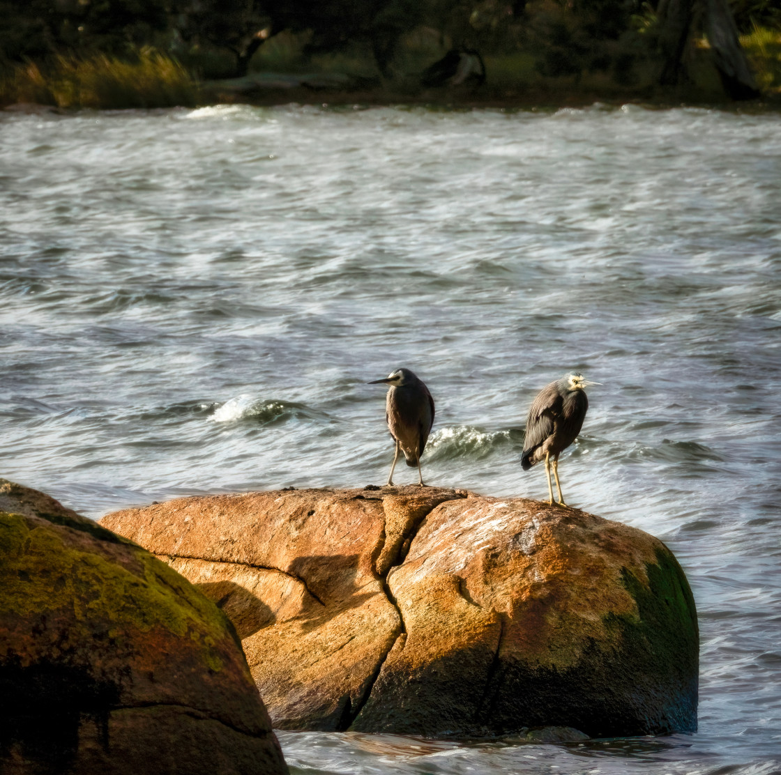 "Two Herons on a Windy Rock" stock image