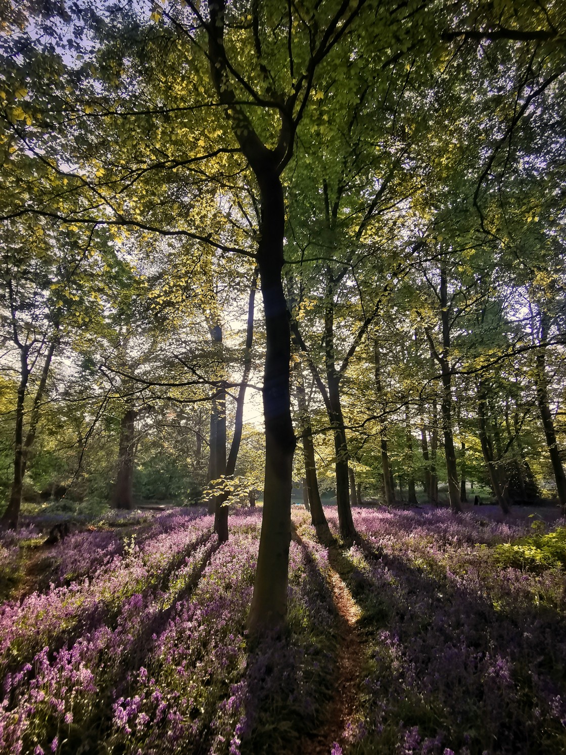 "Bluebell Sunrise" stock image