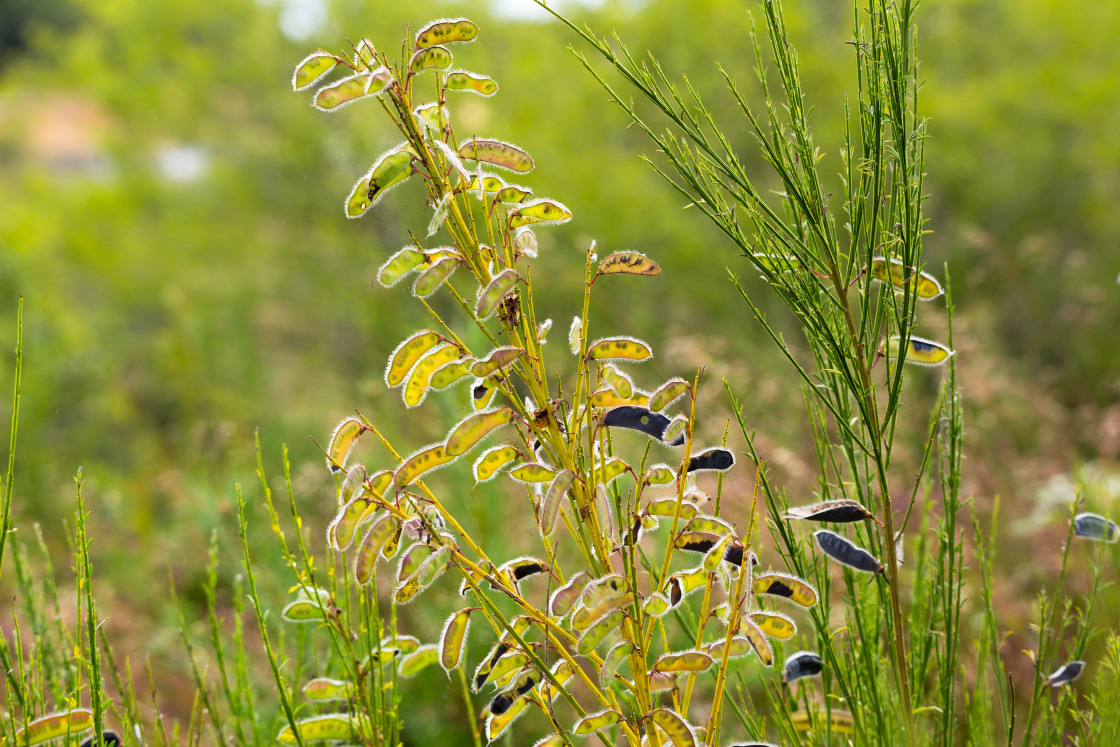 "Broom Pea Pods" stock image