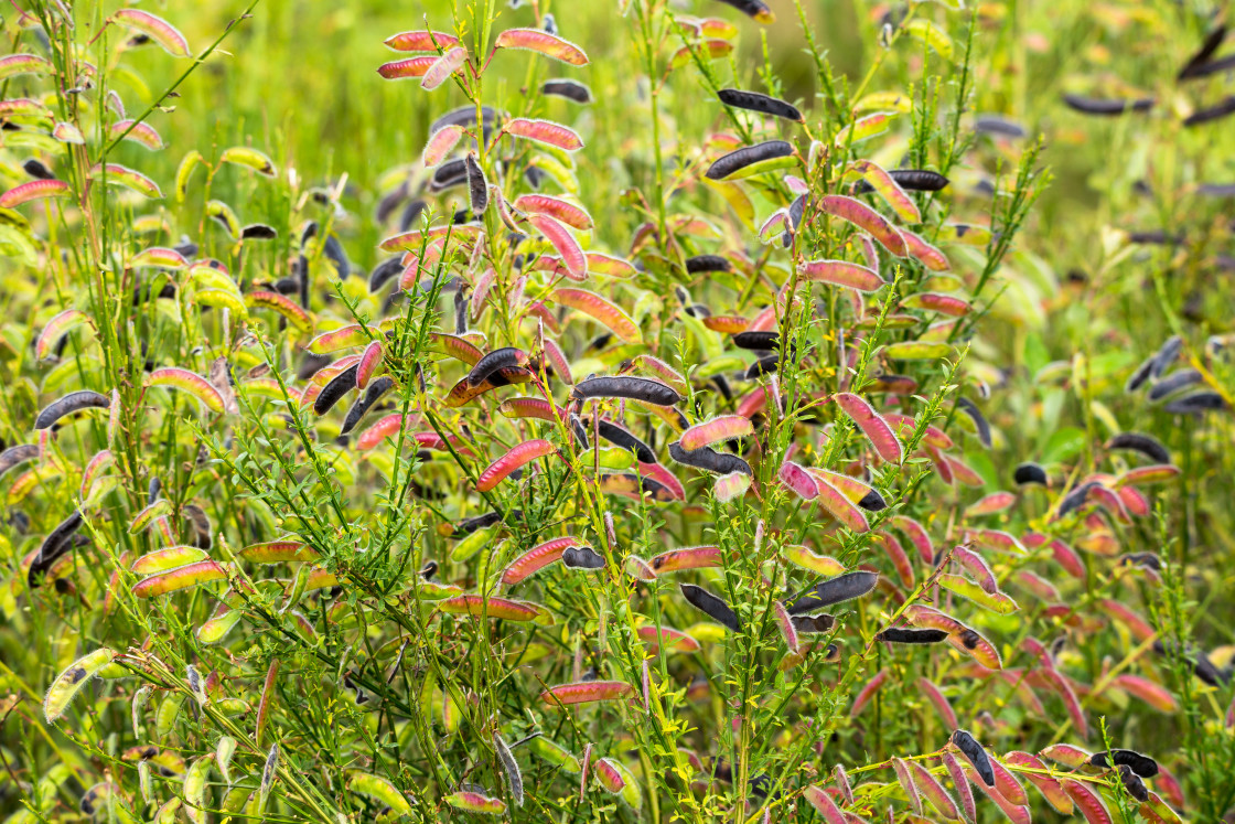 "Broom Pea Pods" by Gordon England - $12.63 "Broom Pea Pods" stock image