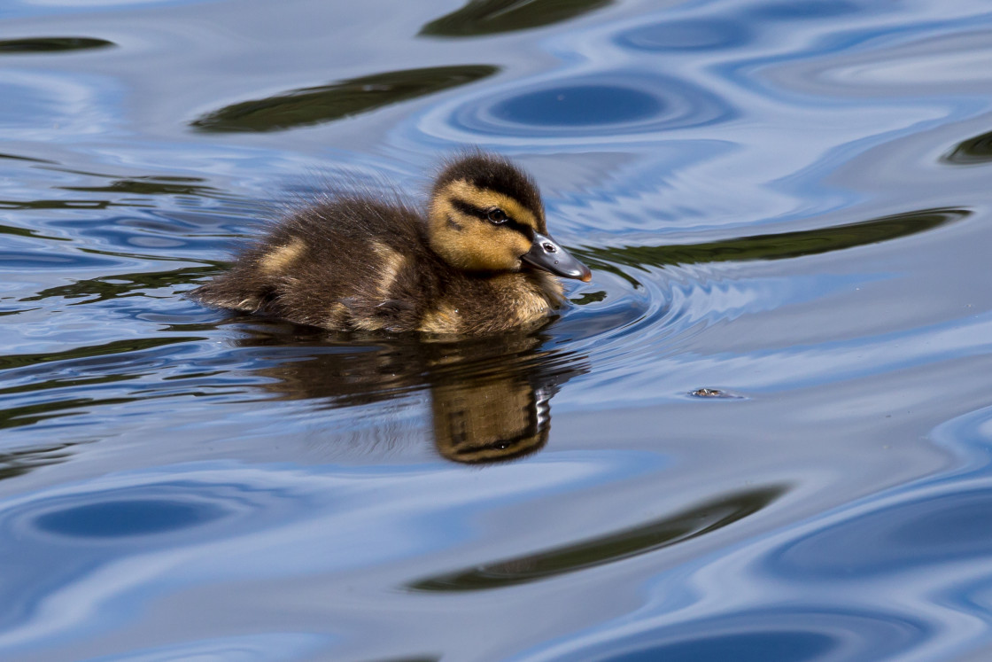 "Duckling" by Gordon England - $12.70 "Duckling" stock image