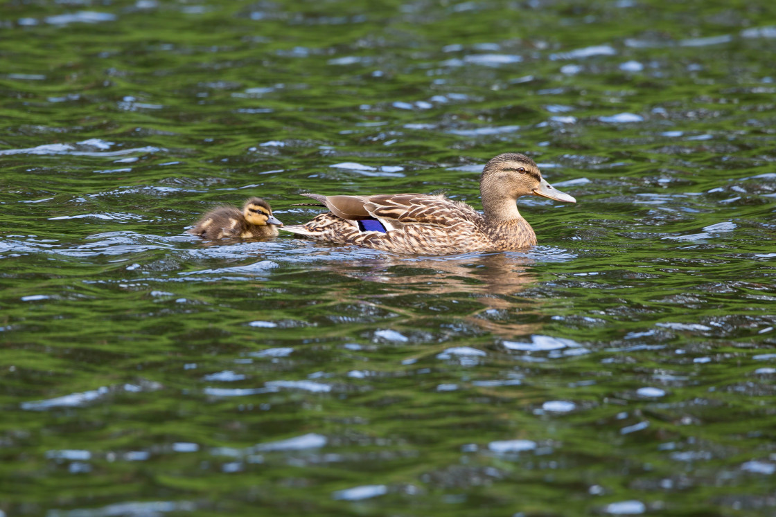 "Mallard Duck with Chick" by Gordon England - $12.70 "Mallard Duck with Chick" stock image