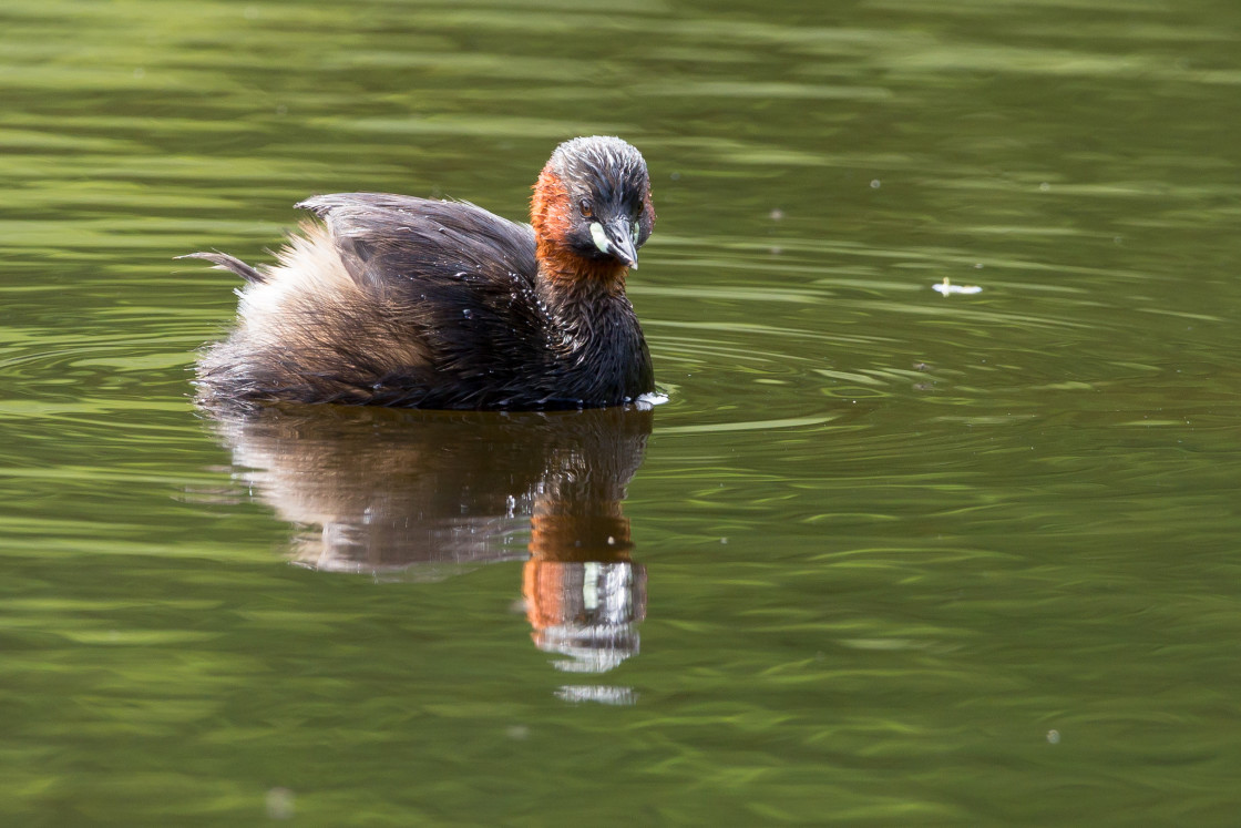 "Little Grebe" by Gordon England - $12.71 "Little Grebe" stock image