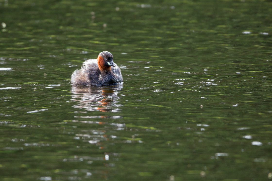 "Little Grebe" by Gordon England - $12.55 "Little Grebe" stock image