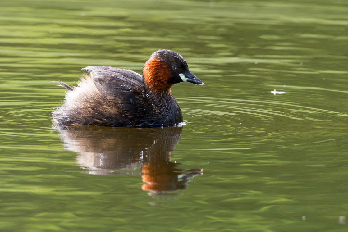 "Little Grebe" by Gordon England - $12.71 "Little Grebe" stock image