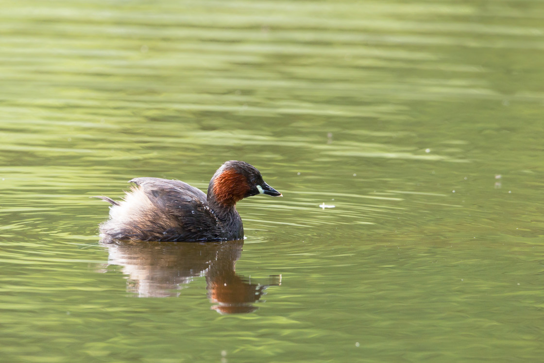 "Little Grebe" by Gordon England - $12.71 "Little Grebe" stock image