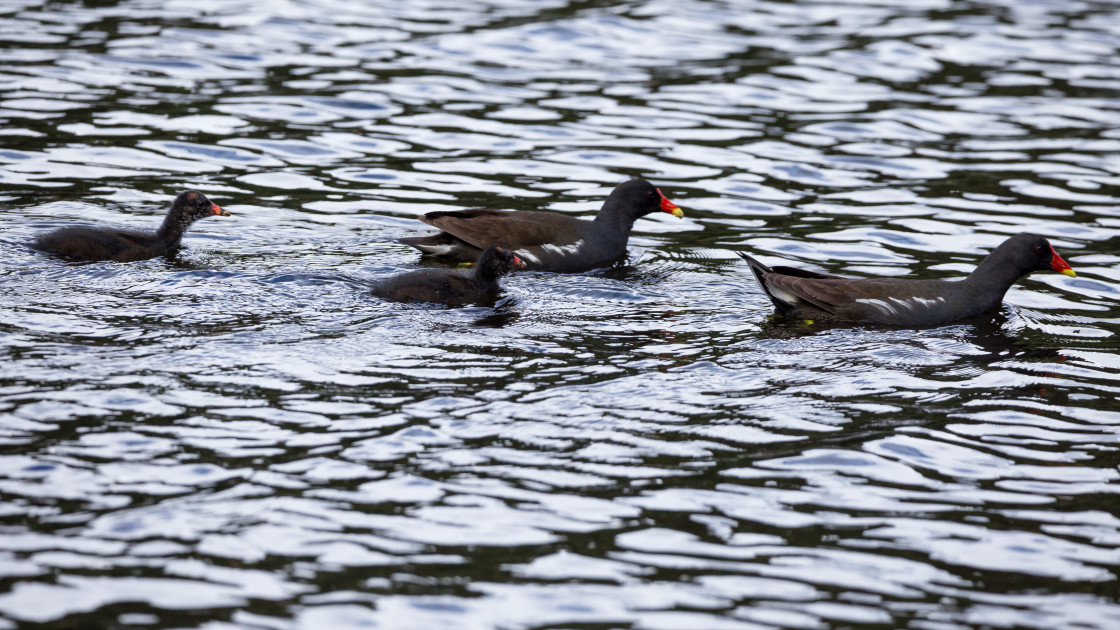 "Moorhen Family" stock image