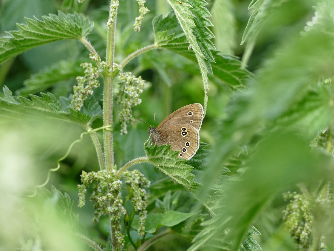 "Nestling amongst the nettles." stock image