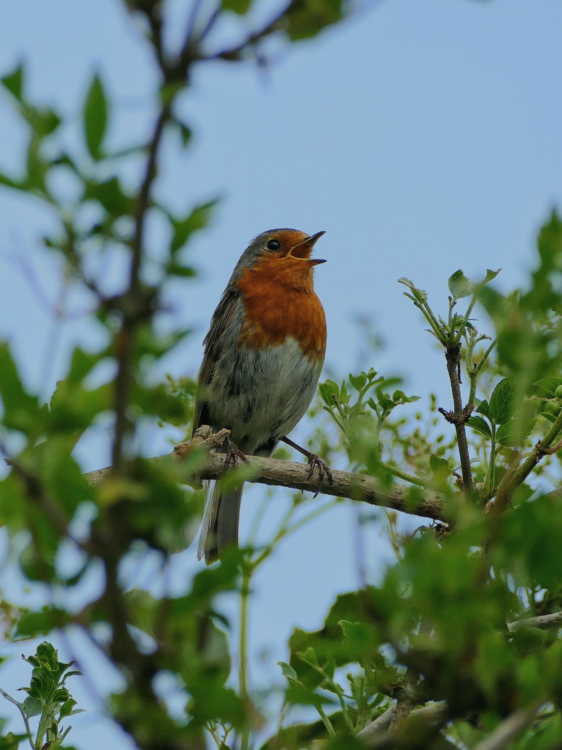 "The songbirds sing." stock image