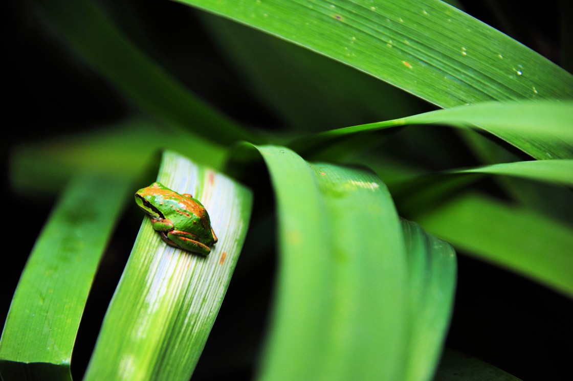 "Small green grog on a plant leaf." stock image