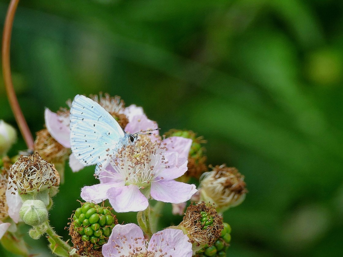 "Blue on pink" stock image