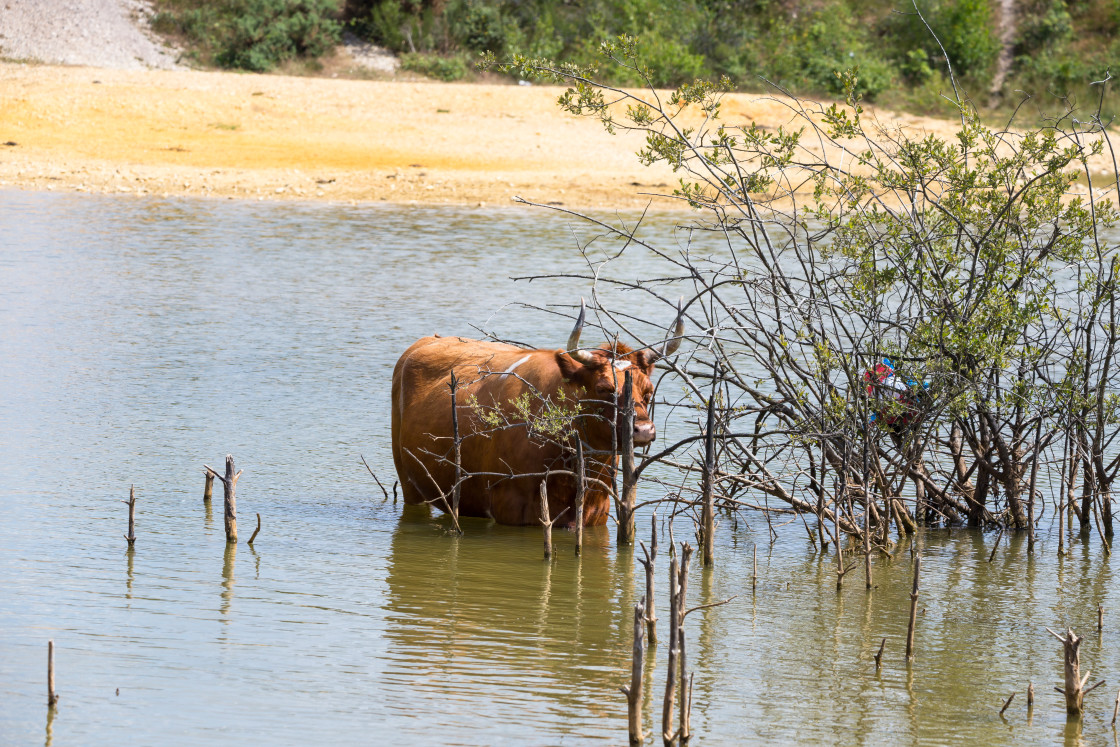 "Cow Bathing" stock image