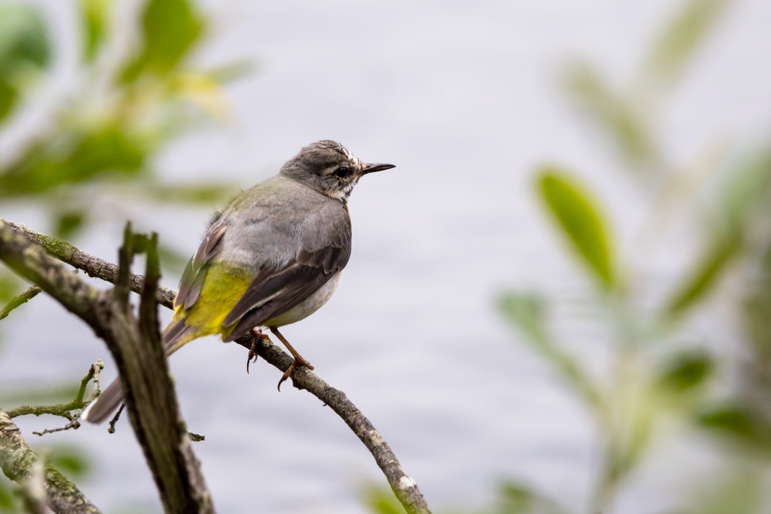 "Grey Wagtail" by Gordon England - $12.55 "Grey Wagtail" stock image