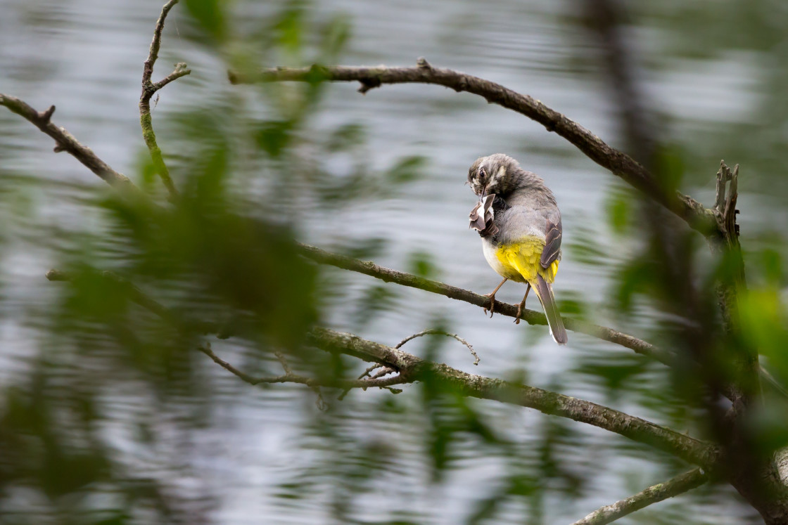 "Grey Wagtail" by Gordon England - $12.57 "Grey Wagtail" stock image