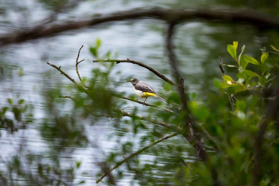 "Grey Wagtail" by Gordon England - $12.71 "Grey Wagtail" stock image