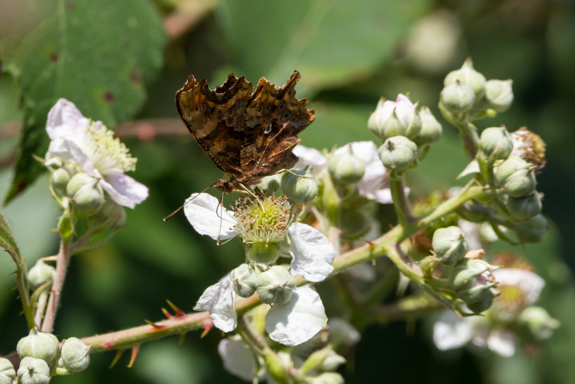 "Comma" by Gordon England - $12.71 "Comma" stock image