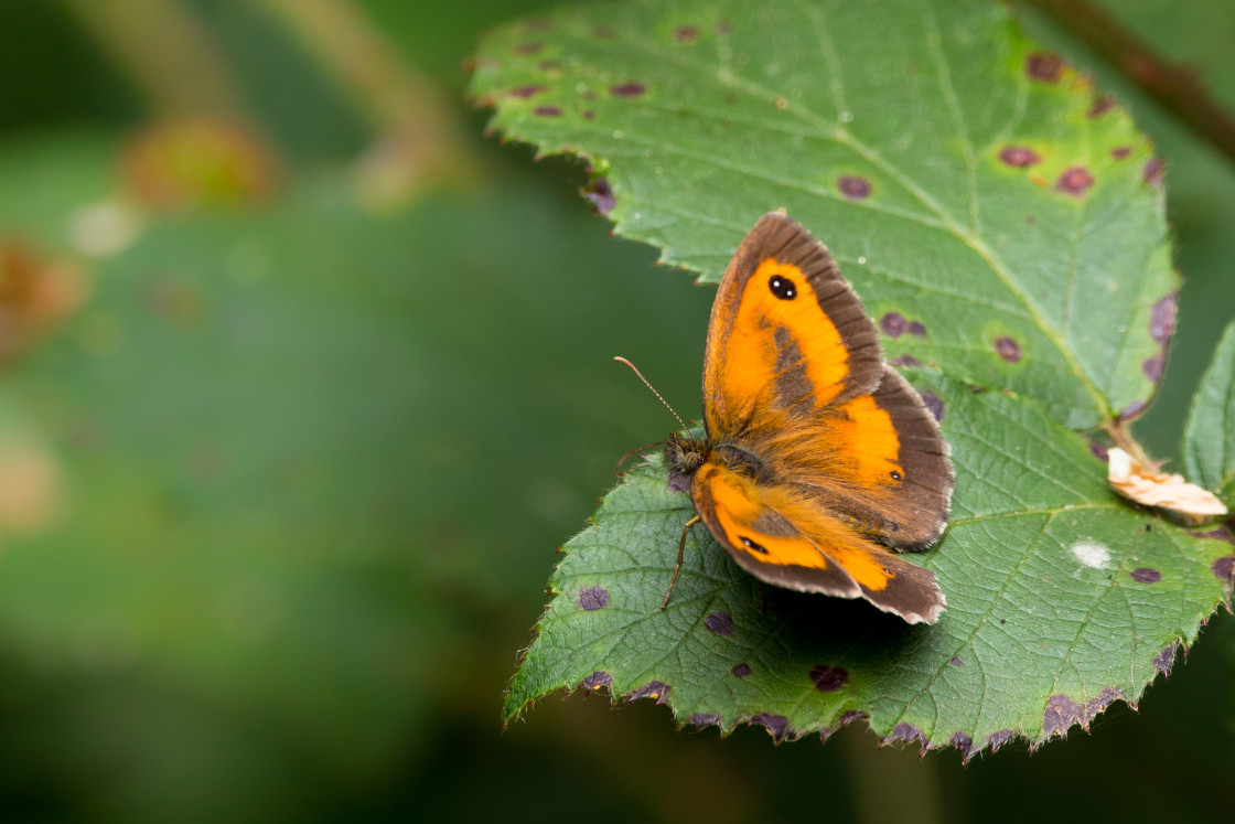 "Gatekeeper" by Gordon England - $12.65 "Gatekeeper" stock image