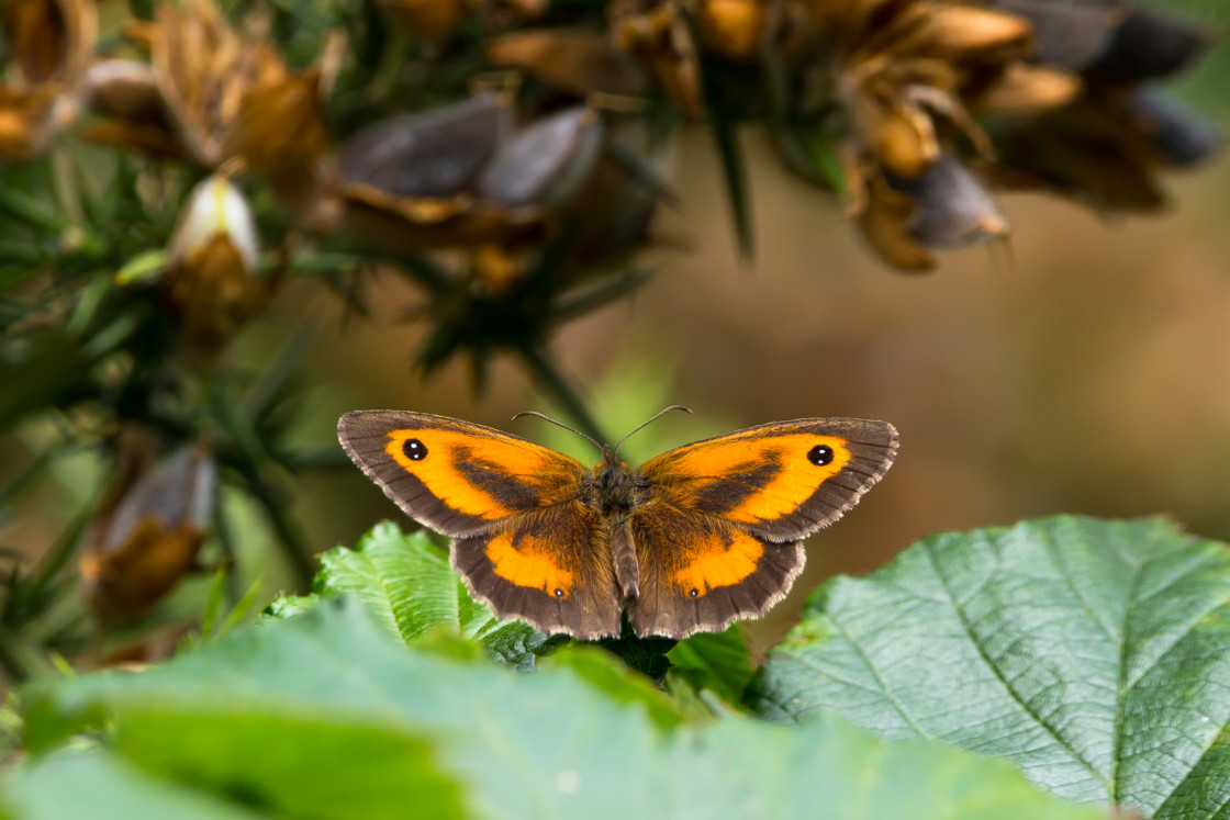 "Gatekeeper" by Gordon England - $12.55 "Gatekeeper" stock image