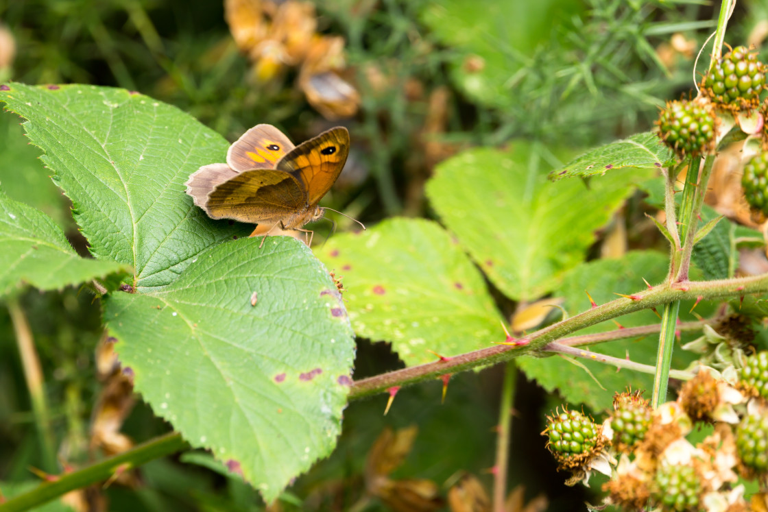 "Meadow Brown" by Gordon England - $12.55 "Meadow Brown" stock image