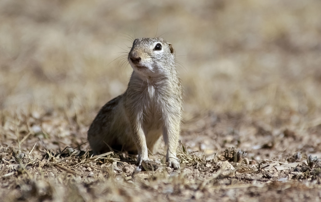 "Antelope Ground Squirrel" stock image