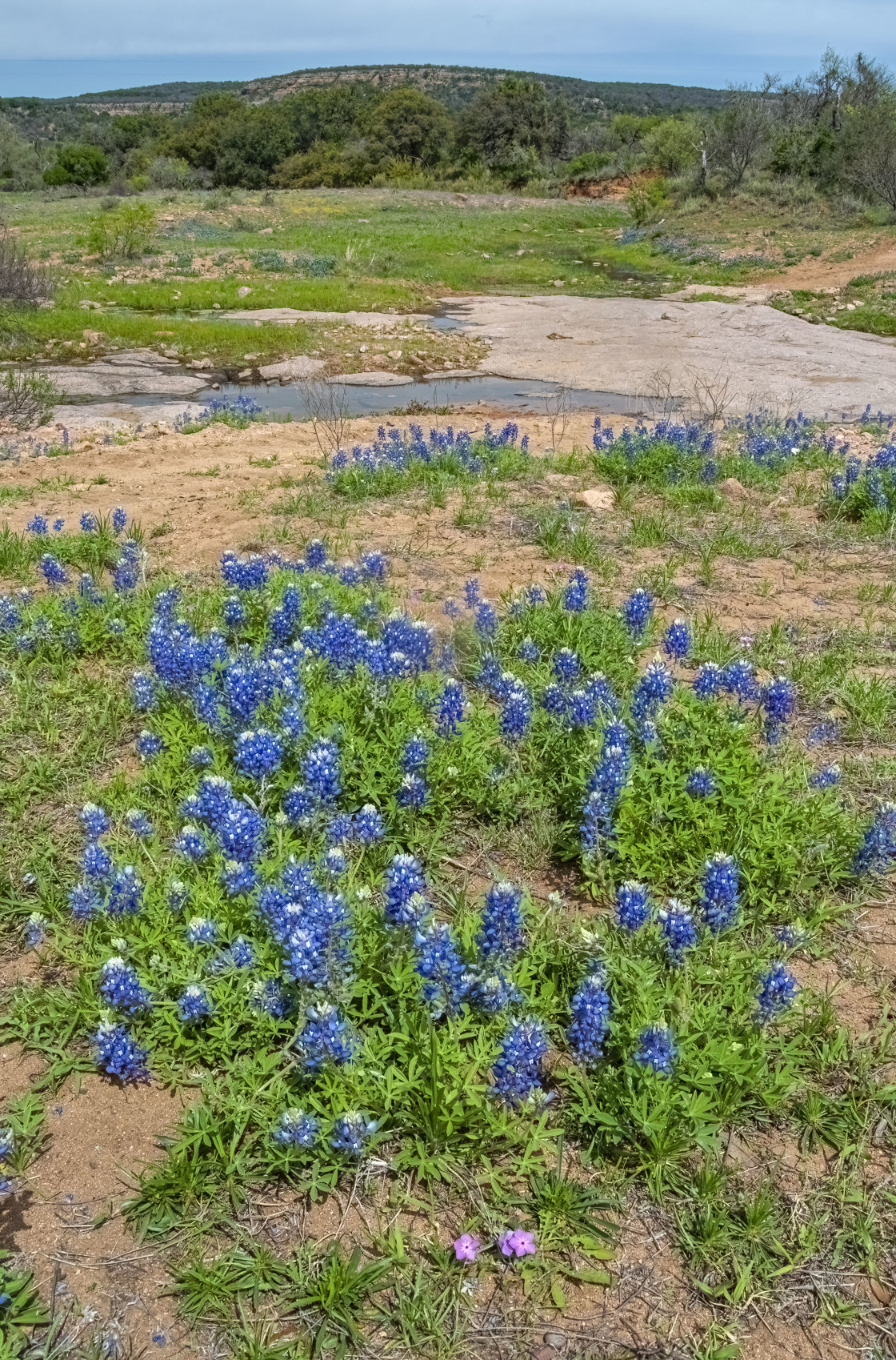 "Texas Hill Country Bluebonnets" stock image