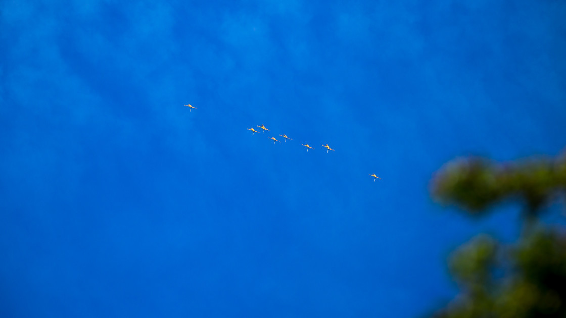 "ROKAF KAI T-50B Aircraft" by Gordon England - $12.57 "ROKAF KAI T-50B Aircraft" stock image