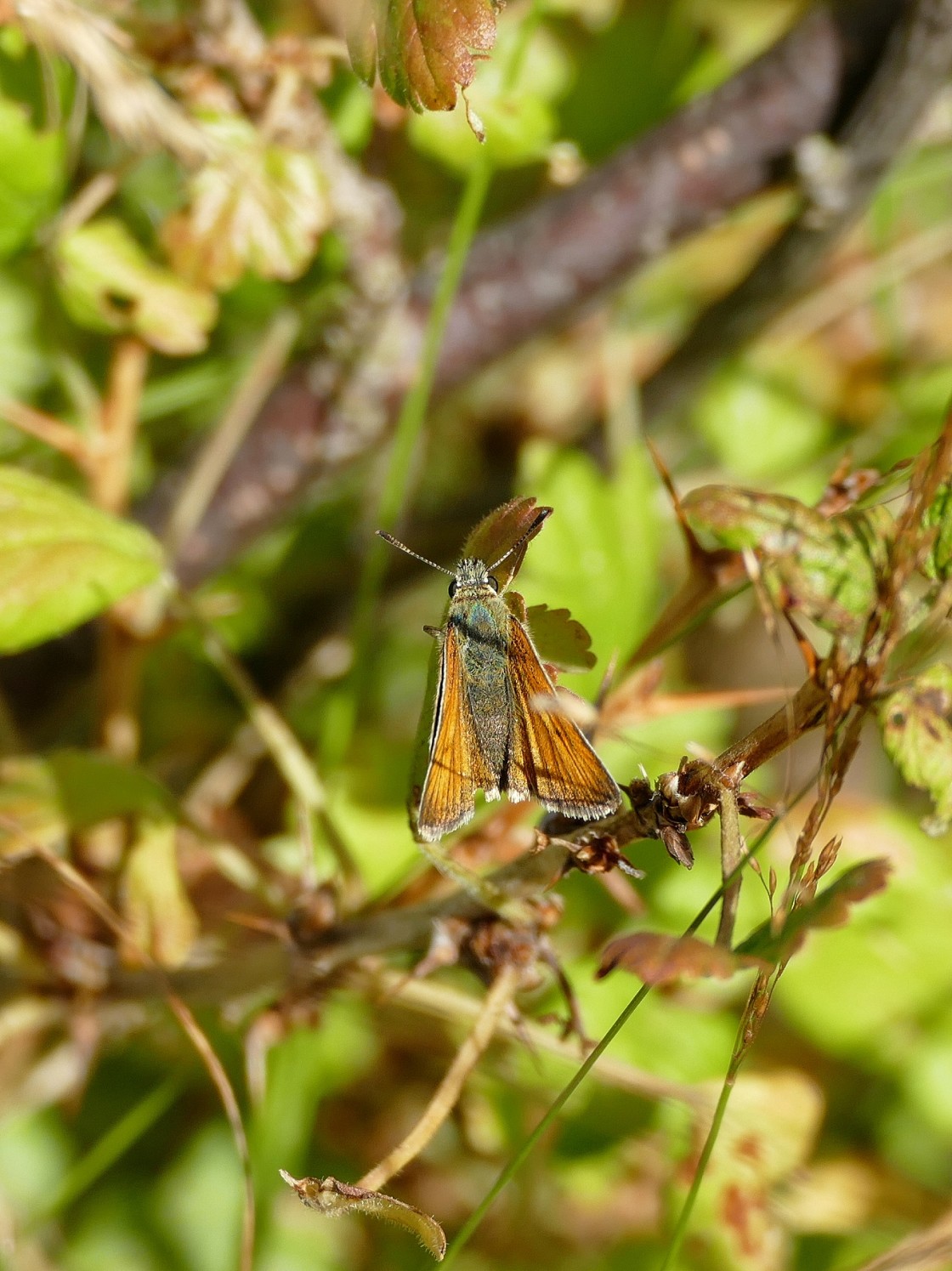 "Small Skipper at rest." stock image