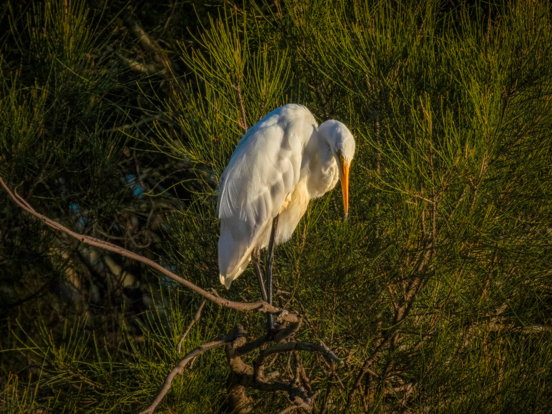 "Little Egret, North Yunderup" stock image