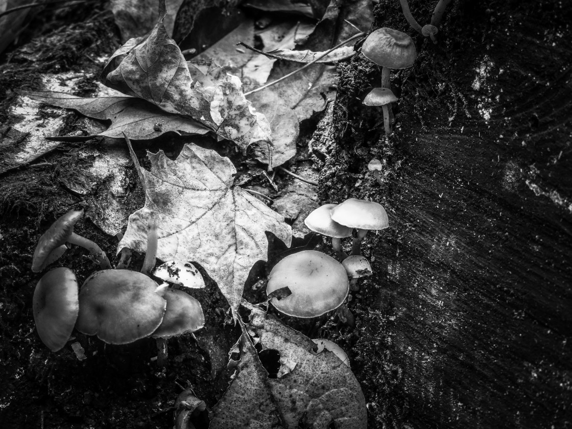 "Leaves and Fungi" stock image