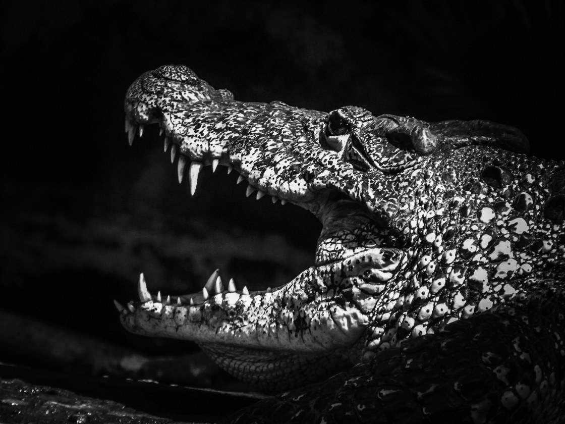 "Cuban Crocodile" stock image