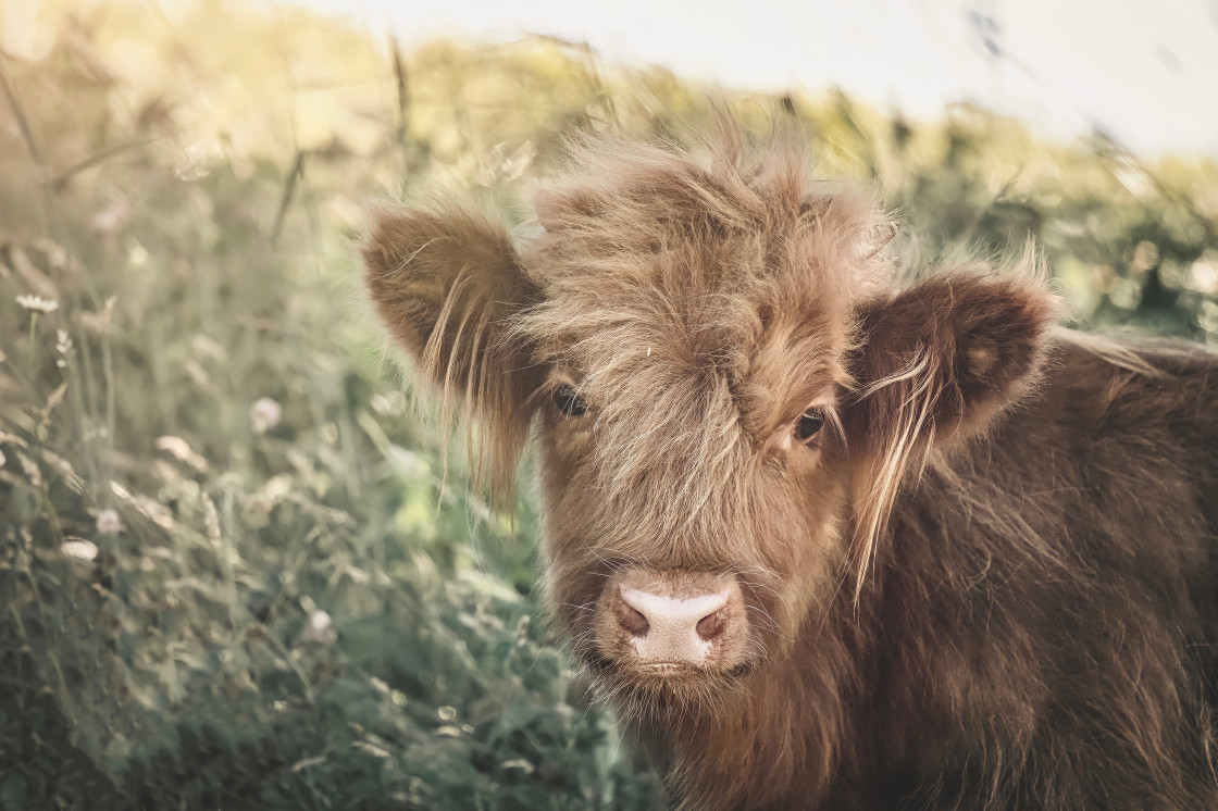 "Highland cow" stock image