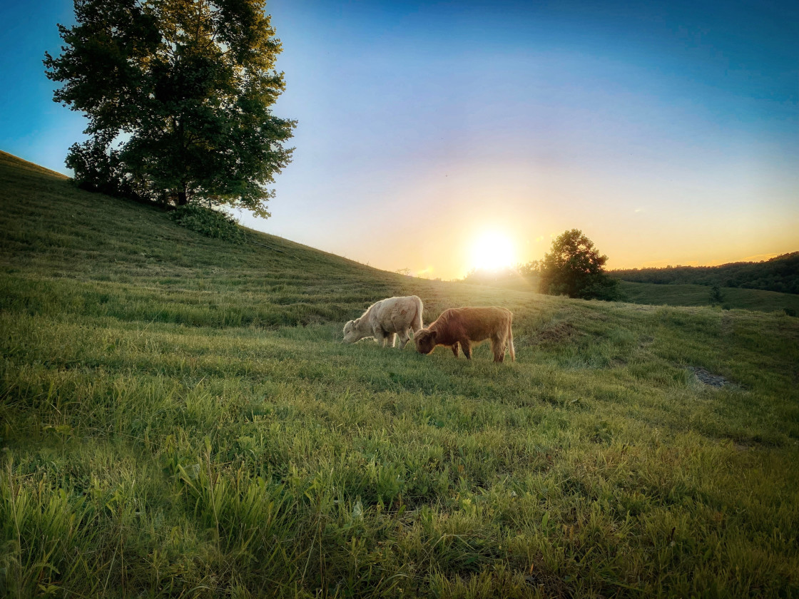 "Highland cattle Sunset" stock image