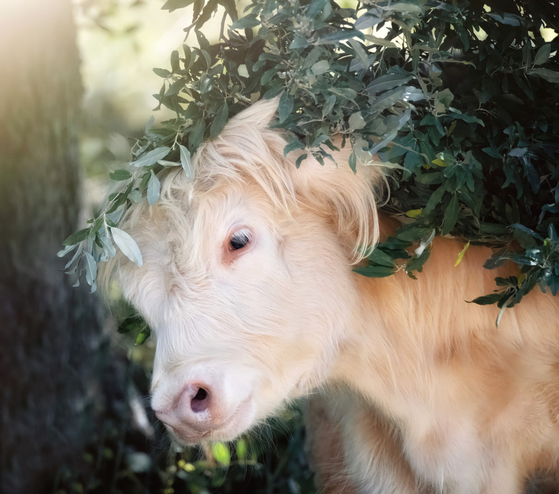 "Highland cow" stock image