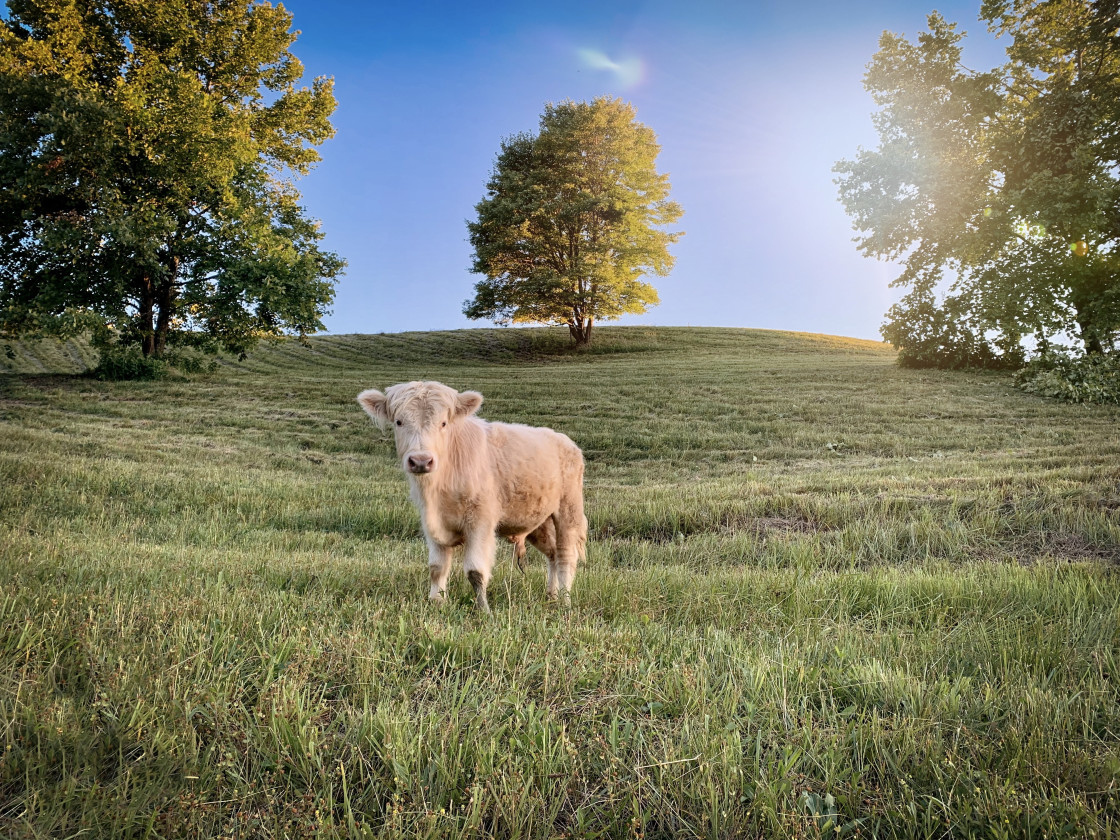 "Highland cow" stock image