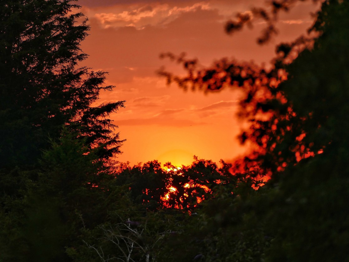 "Sunset through the trees #2" stock image