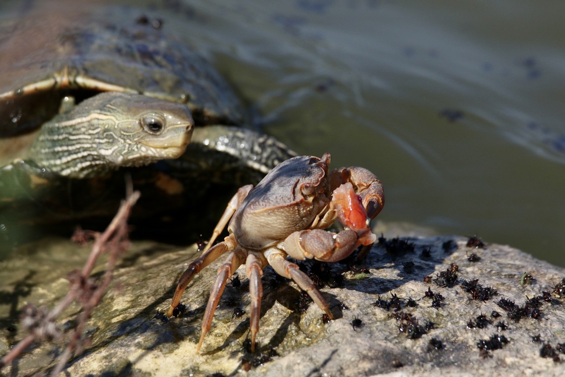 "Turtle surprise.." stock image