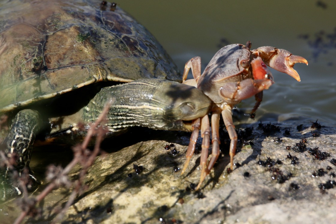 "Disturbing turtle!" stock image