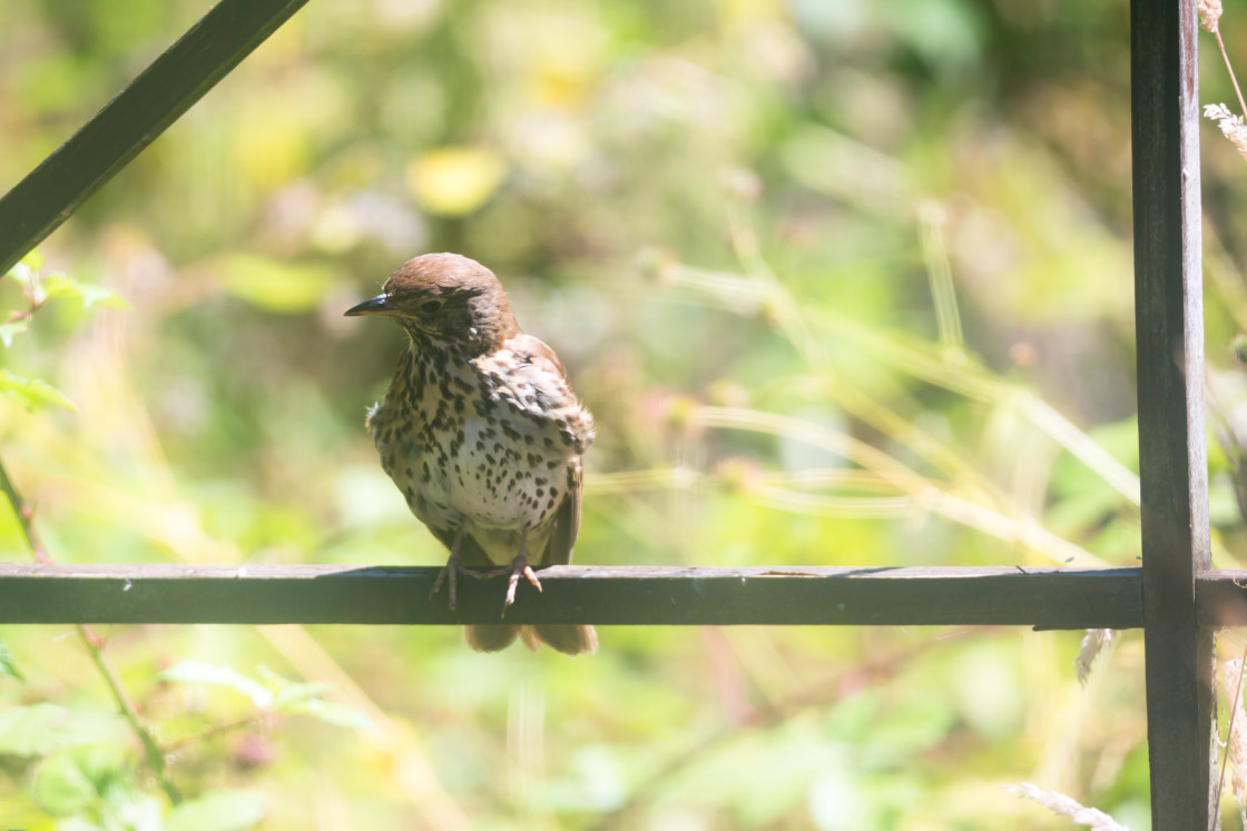 "Song Thrush" by Gordon England - $12.57 "Song Thrush" stock image