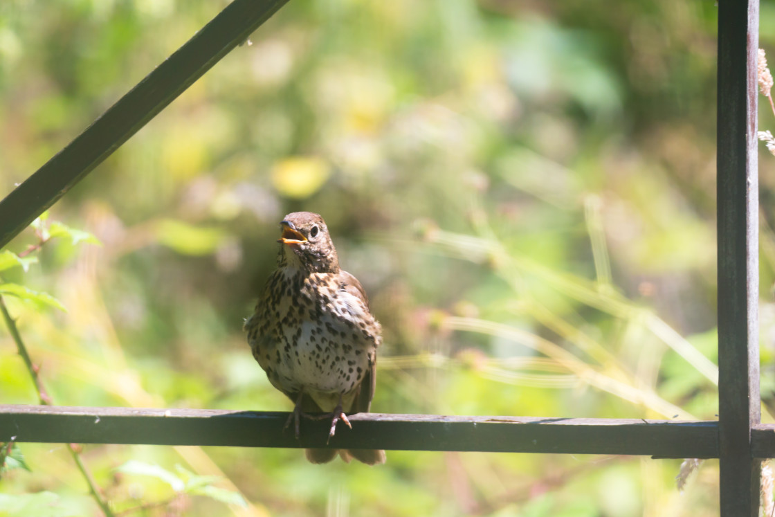 "Song Thrush" stock image