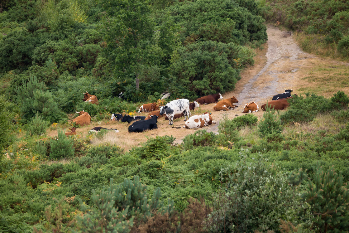 "Heathland Conservation Cattle" stock image