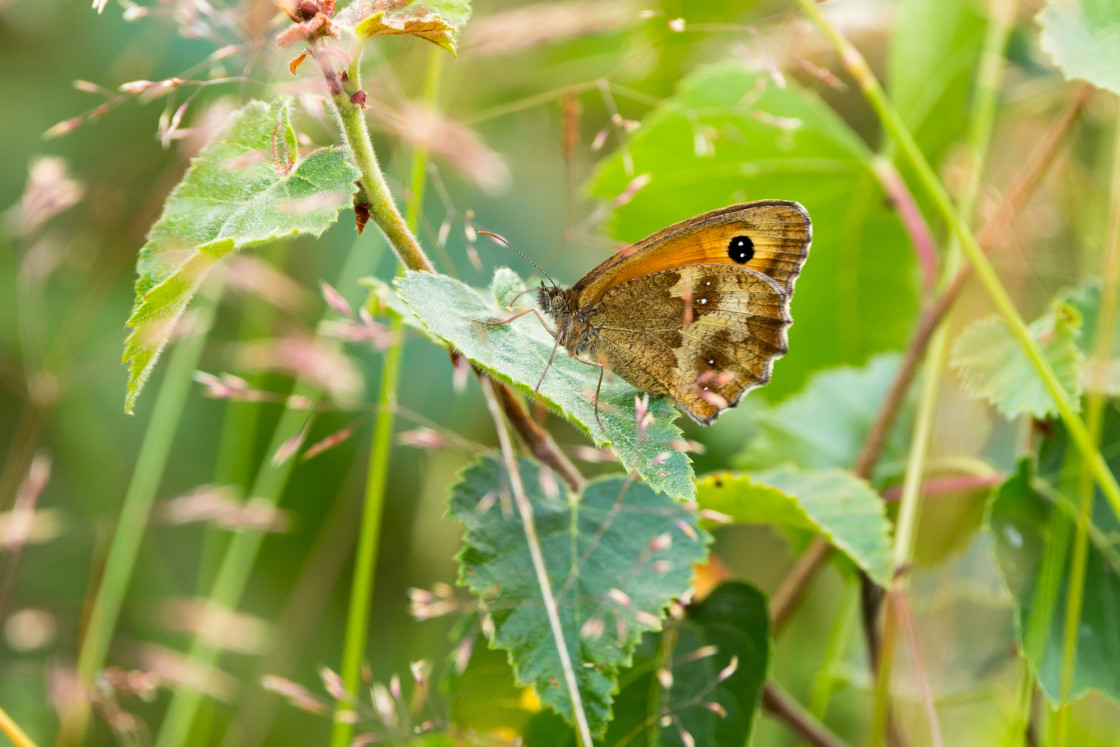 "Gatekeeper" stock image