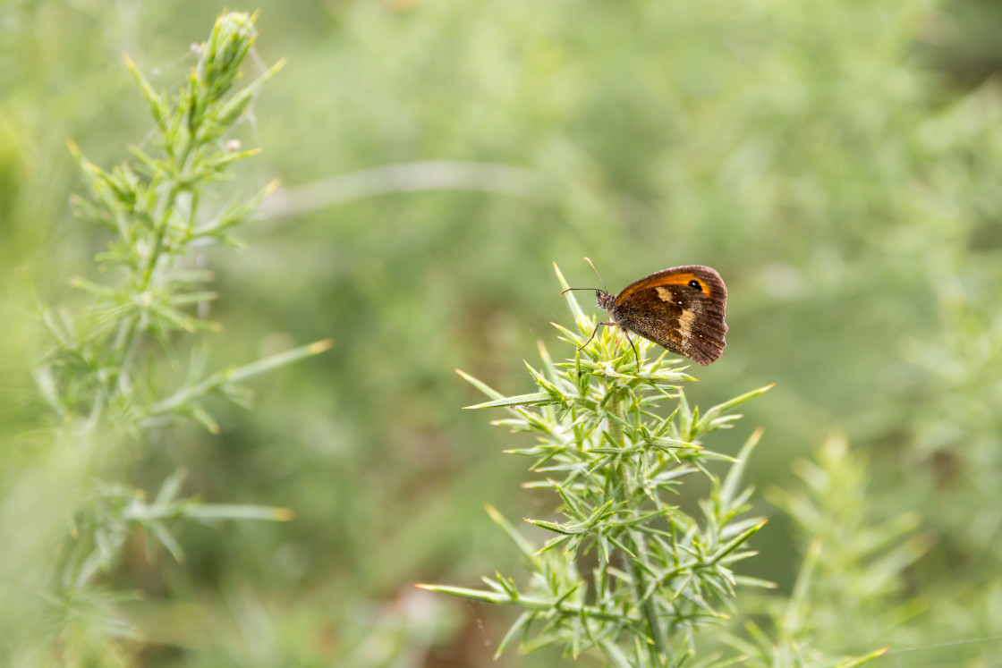 "Gatekeeper" by Gordon England - $12.62 "Gatekeeper" stock image