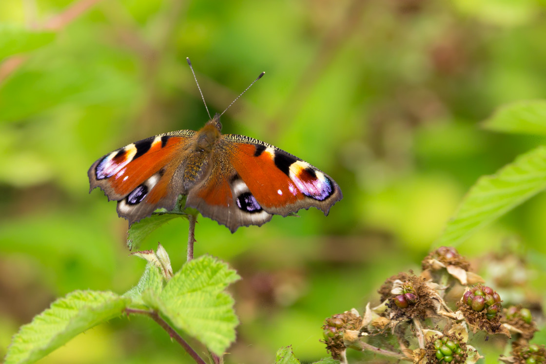 "Peacock Butterfly" by Gordon England - $12.71 "Peacock Butterfly" stock image