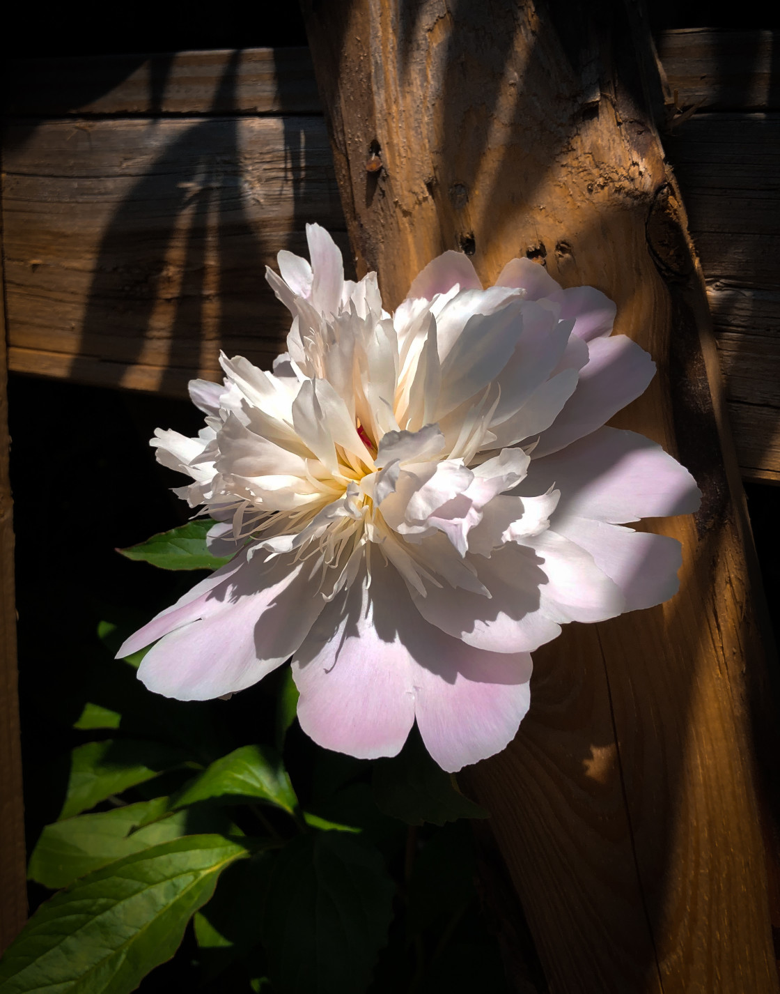 "Peony" stock image