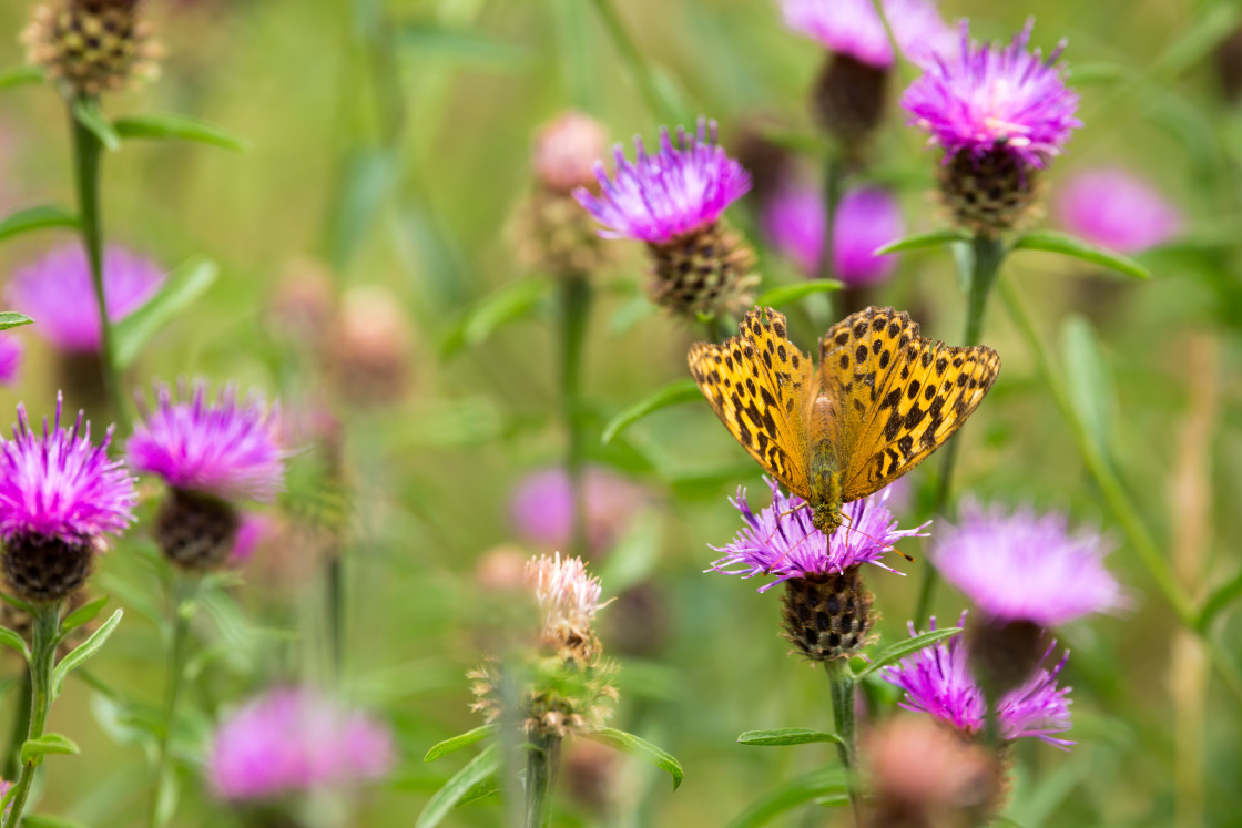 "Silver-washed Fritillary" by Gordon England - $12.57 "Silver-washed Fritillary" stock image