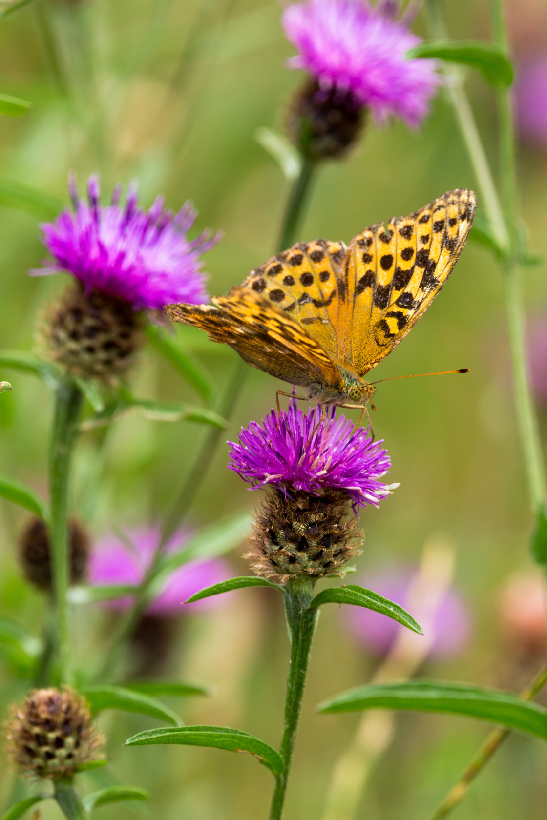 "Silver-washed Fritillary" by Gordon England - $12.70 "Silver-washed Fritillary" stock image