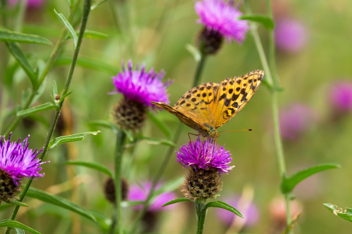 "Silver-washed Fritillary" stock image