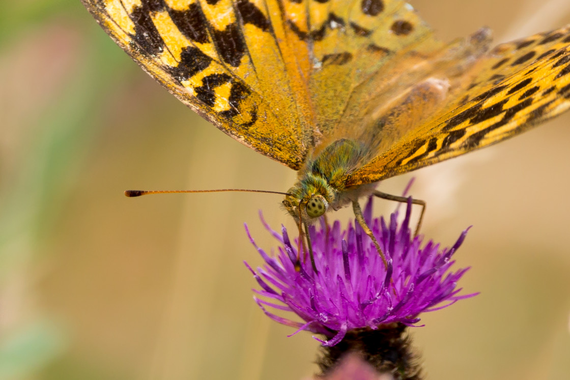 "Silver-washed Fritillary" by Gordon England - $12.65 "Silver-washed Fritillary" stock image